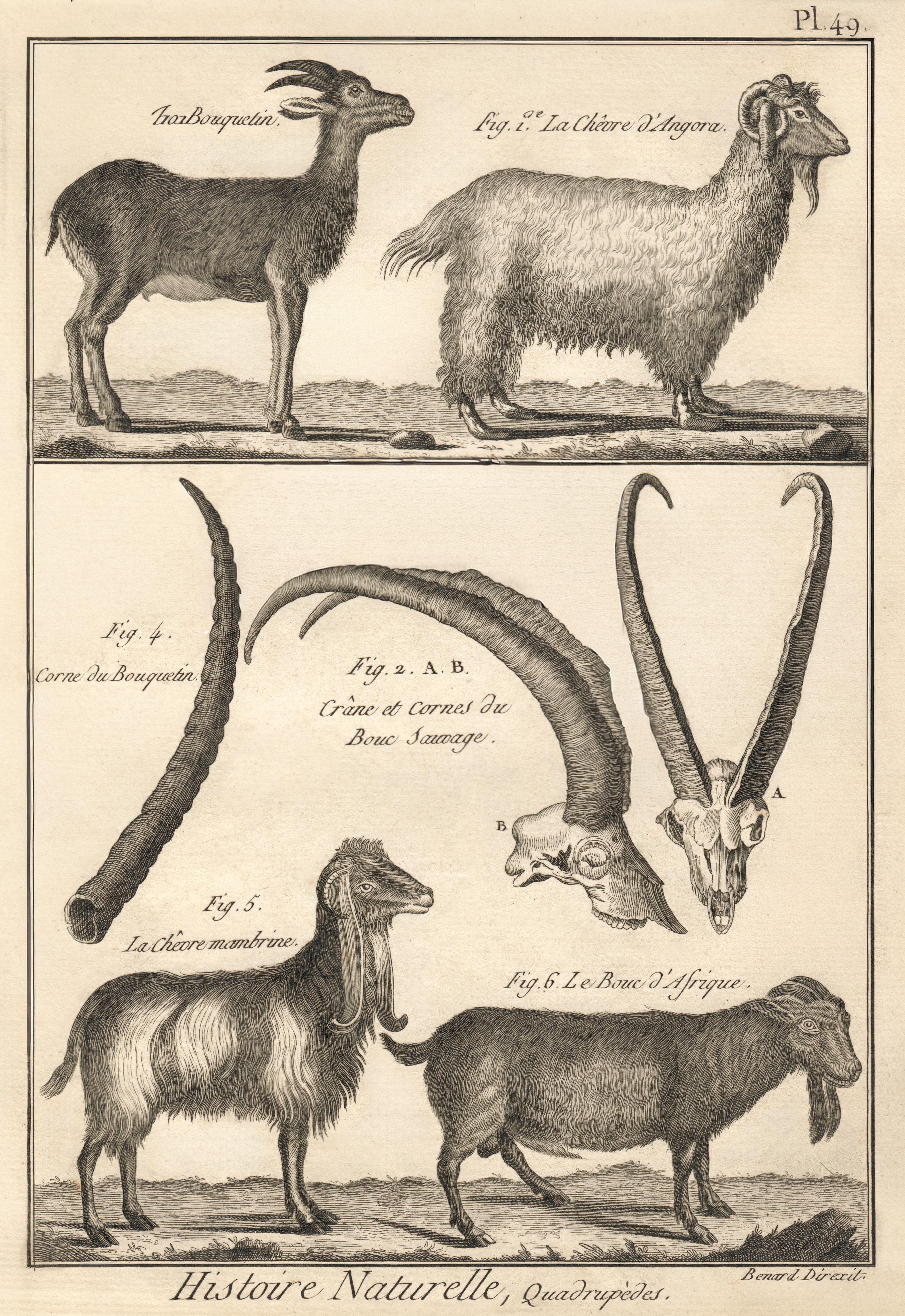 Buffon Natural History - Plate 49